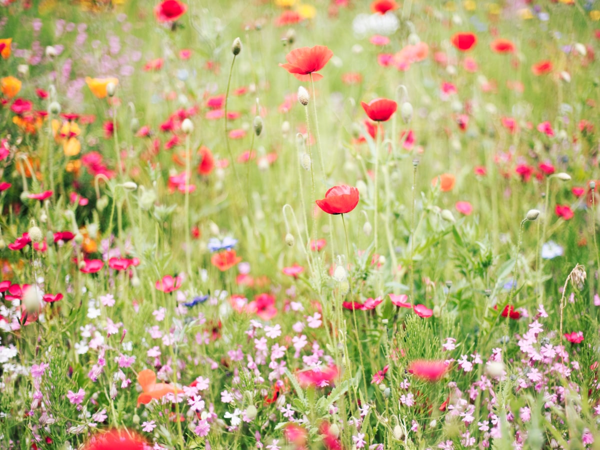 Blommande äng med många olika vilda blommor i olika färger