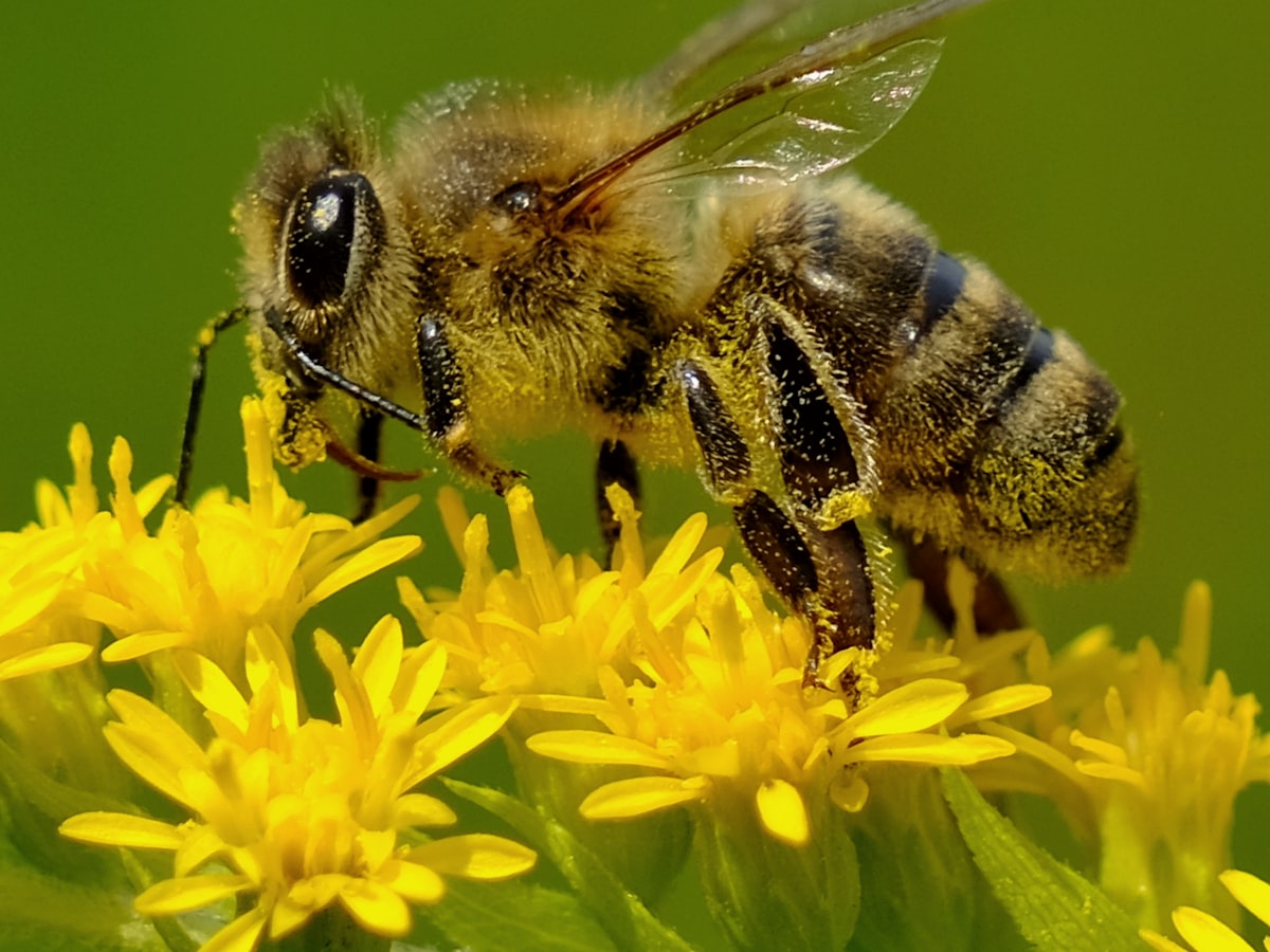 Ett honungsbi samlar pollen på en gul blomma